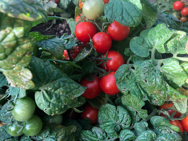 TOMATE CERISE TINY TIM, plante en ligne