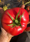 Tomate Savignac Bio