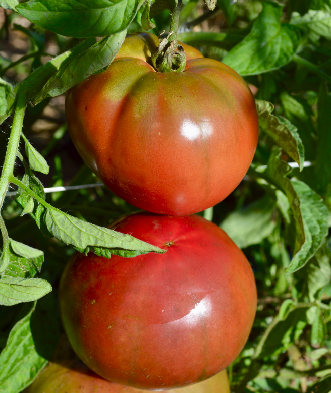 Tomate Cherokee Purple