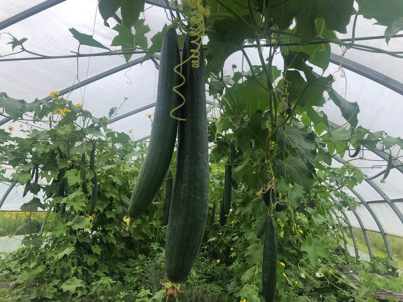 Luffa Bio