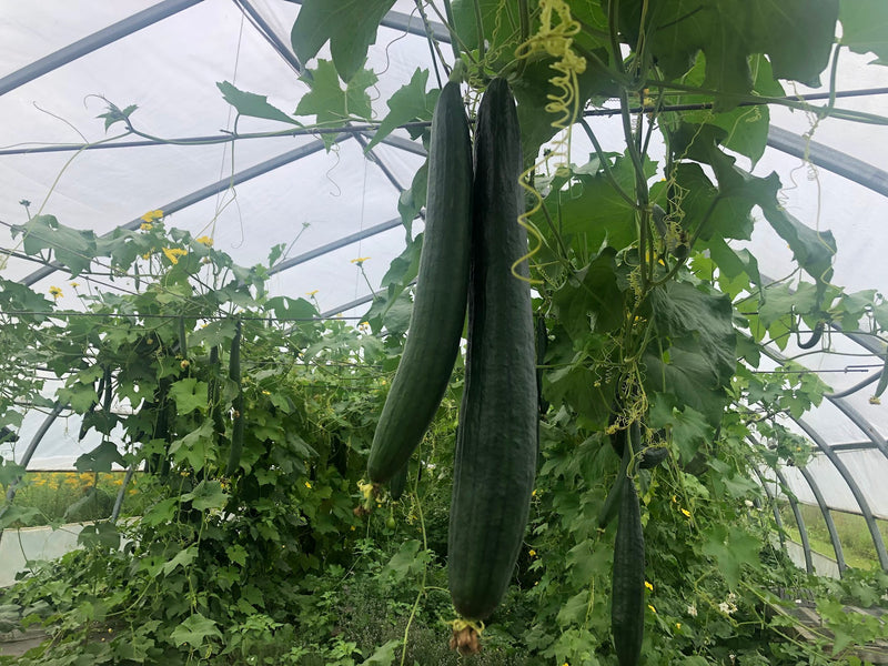 Luffa Bio