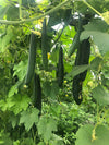 Luffa Bio