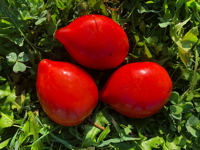 Tomate Téton de Vénus Bio