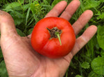 Tomate Montréal 61 Bio