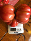 Tomate Bunica Rose Bio