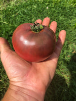 Tomate Carbon Bio