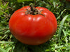 Tomate Sub-arctique Bio