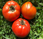 Tomate Sub-arctique Bio