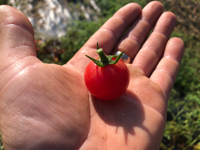Tomate Rose Quartz Bio