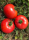 Tomate Canabec Rose-Rouge Bio