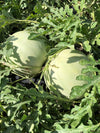 Melon d'eau King and Queen Winter Bio