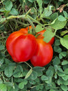 Tomate Reisetomate (Voyageuse) Bio