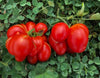 Tomate Reisetomate (Voyageuse) Bio