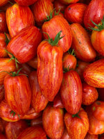 Tomate Roma Striée Bio