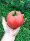 Tomate Savignac Bio