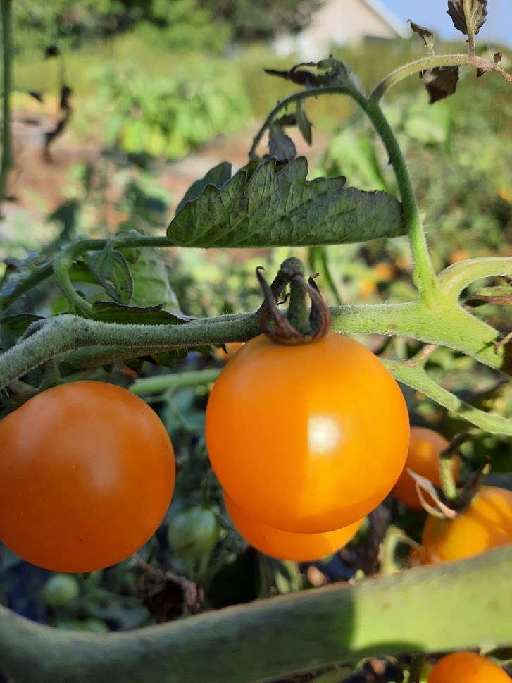 Tomate Sweet Gold